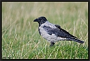 Bonte Kraai, Hooded Crow, Corvus cornix Location: Jaegersborg, Denmark bonte kraai MG 4174 kopie
